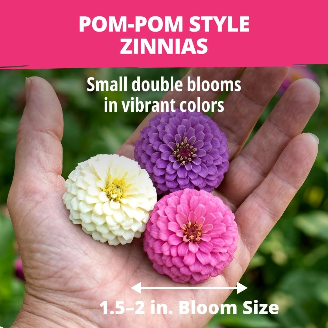 Zinnia Lilliput Mix Flower Seeds for Planting Spring 2026 – 2500 Seeds (2G) Zinnia Elegans – Colorful Zinnia Seed Mix for Garden Beds, Containers & Cut Flowers, Easy Grow Zinnia Seeds