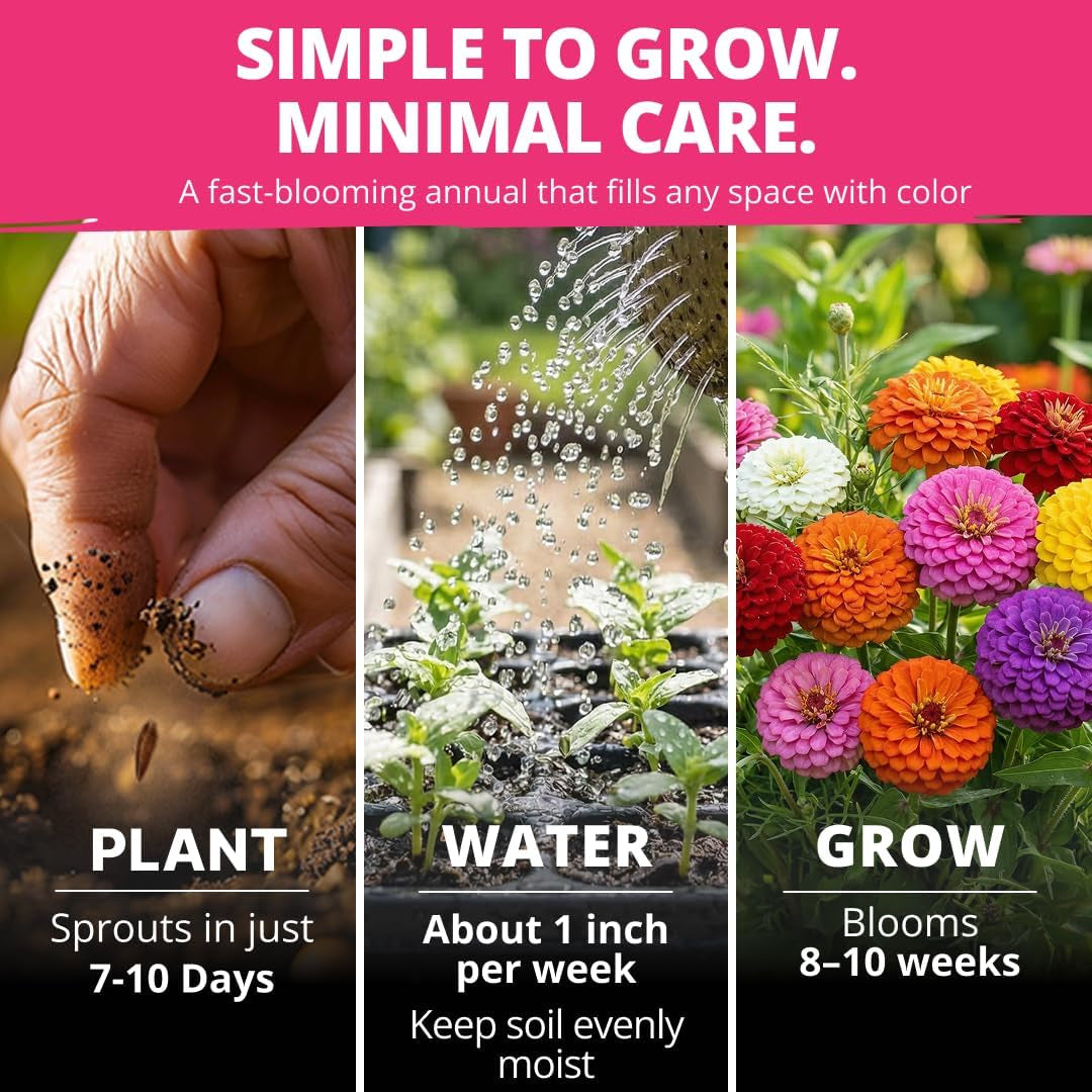 Zinnia Lilliput Mix Flower Seeds for Planting Spring 2026 – 2500 Seeds (2G) Zinnia Elegans – Colorful Zinnia Seed Mix for Garden Beds, Containers & Cut Flowers, Easy Grow Zinnia Seeds
